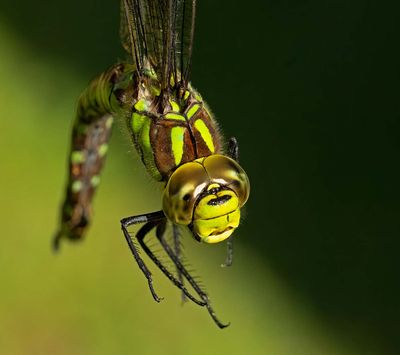 Dragonflies/Trollsländor (Odonata)