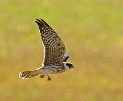 Red-footed Falcon, juvenile