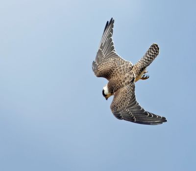Red-footed Falcon, juvenile