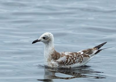 Mediterranean Gull, juvenile