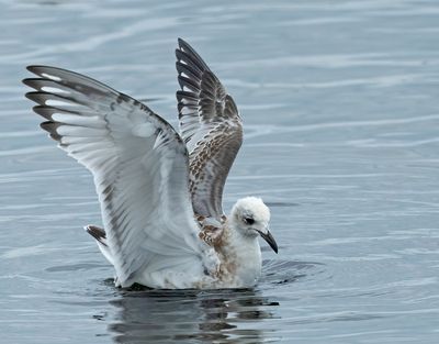 Mediterranean Gull, juvenile