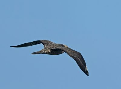 Long-tailed Jaeger, juvenile
