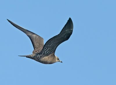 Gulls, Terns and Skuas