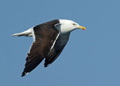Lesser Black-backed Gull, (Silltrut)