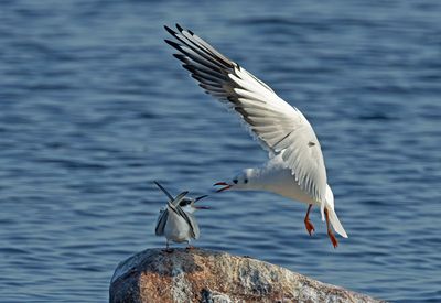Black-headed Gull, juvenile, trying to shase away a young Common Tern