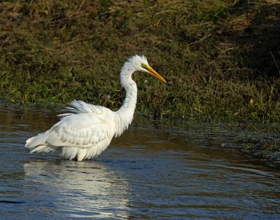 Great Egret, non breeding