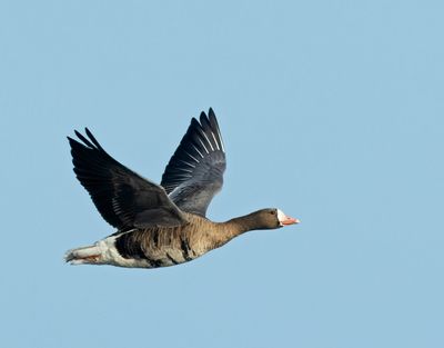 Greater White-fronted Goose, adult