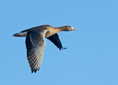 Greater White-fronted Goose, adult