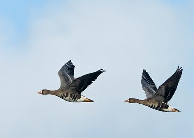 Greater White-fronted Geese, adult