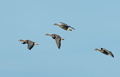 Greater White-fronted Goose, (Bläsgås)