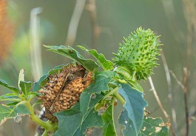 Spikklubba, (Datura stramonium), unripen and ripen seed-case
