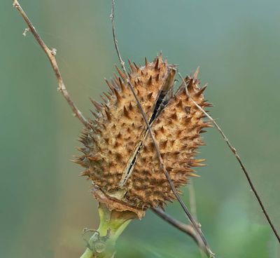 Spikklubba, (Datura stramonium), seed-case
