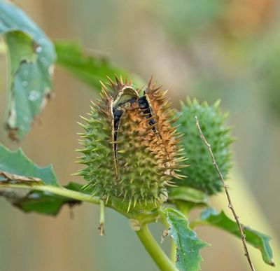 Spikklubba, (Datura stramonium), ripen seed-case with seeds