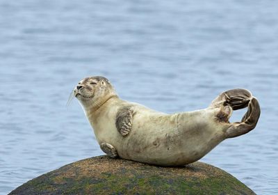 Seals