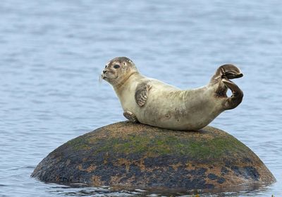 Common Seal, (Knubbsäl)