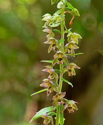 Skogsknipprot, (Epipactis helleborine)