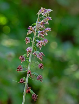 Skogsknipprot, (Epipactis helleborine)