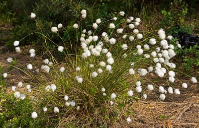 Tuvull, (Eriophorum vaginatum)