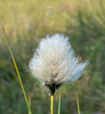 Tuvull, (Eriophorum vaginatum)