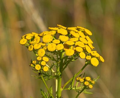 Renfana, (Tanacetum vulgare)