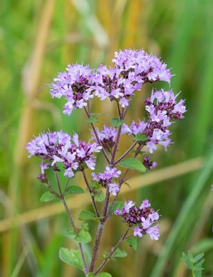 Kungsmynta, (Origanum vulgare)