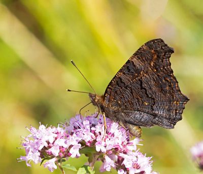 Butterflies/Fjärilar (Lepidoptera)