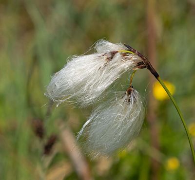 Halvgräs, (Cyperaceae)