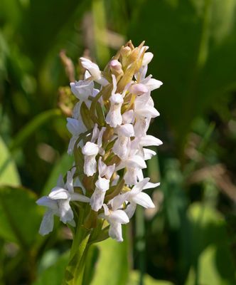 Ängsnycklar, (Dactylorhiza incarnata)