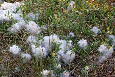 Krypvide, (Salix repens)