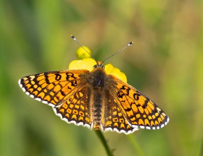 Ängsnätfjäril, (Melitaea cinxia)