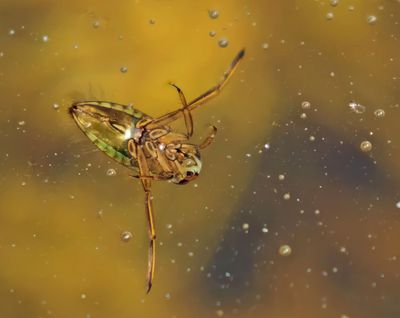 Skinnbaggar (Heteroptera)