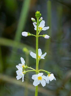 Viveväxter, (Primulaceae)