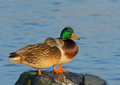 Mallard, (Gräsand)