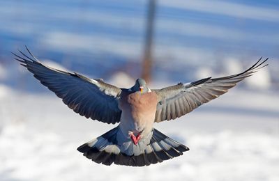 Common Wood Pigeon