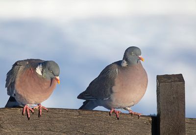 Common Wood Pigeon, (Ringduva)