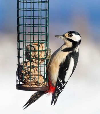 Woodpeckers