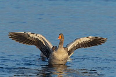 Graylag Goose, in warm afternoon light