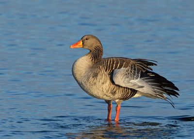 Greylag Goose, (Grågås)