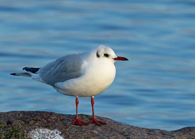 Black-Headed Gull, (Skrattmås)