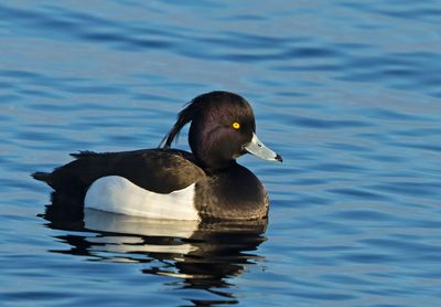 Tufted duck, (Vigg)