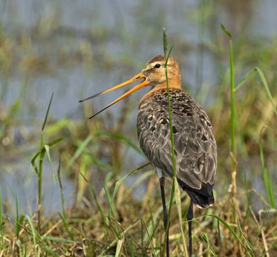 Black-tailed Godwit, male