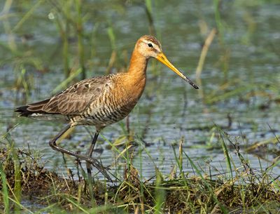 Black-tailed Godwit, (Rödspov)