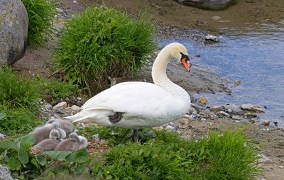 Mute Swan, with 4 young pulli resting on the beach