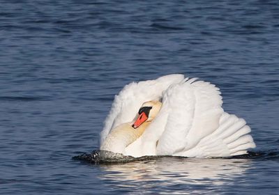 Mute Swan, (Knölsvan)