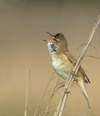 Great Reed Warbler