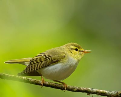 Wood Warbler