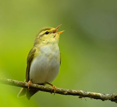 Warblers
