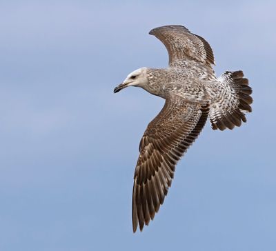Caspian Gull, 2 cy, March