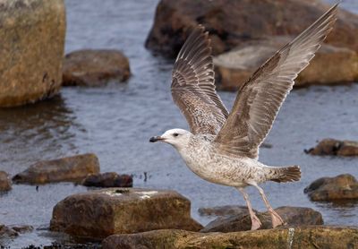 Caspian Gull, 2 cy, March