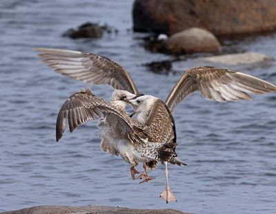 Caspian Gull, (Kaspisk trut)